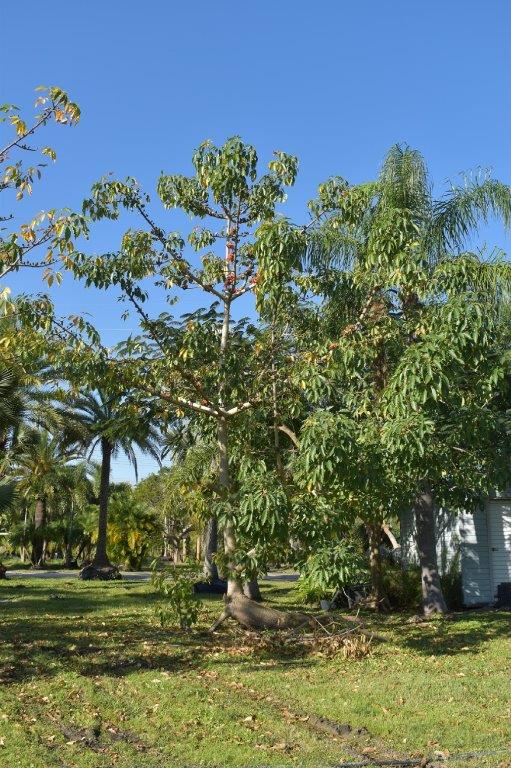 bombax-ceiba-orange-yellow-hybrid-silk-cotton-bombax-malabaricum-red-cotton-tree