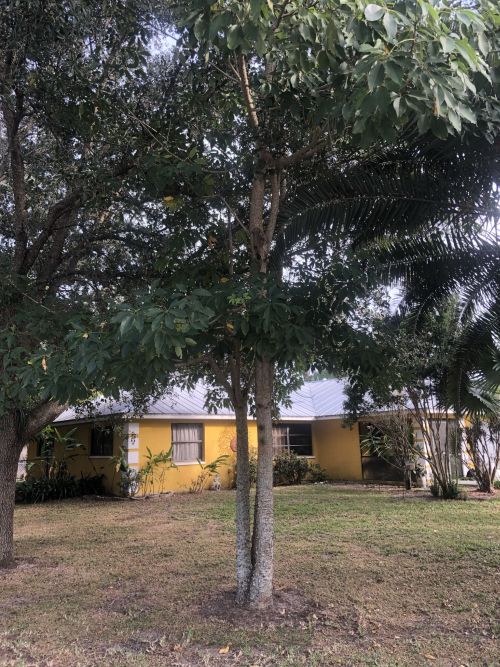 bombax-ceiba-orange-yellow-hybrid-silk-cotton-bombax-malabaricum-red-cotton-tree