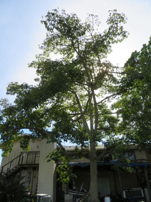 bombax-ceiba-orange-yellow-hybrid-silk-cotton-bombax-malabaricum-red-cotton-tree