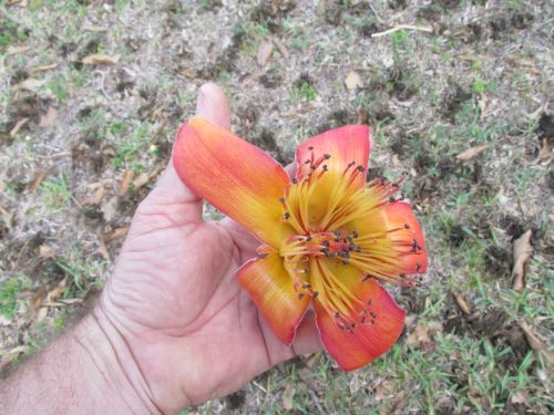 bombax-ceiba-orange-yellow-hybrid-silk-cotton-bombax-malabaricum-red-cotton-tree