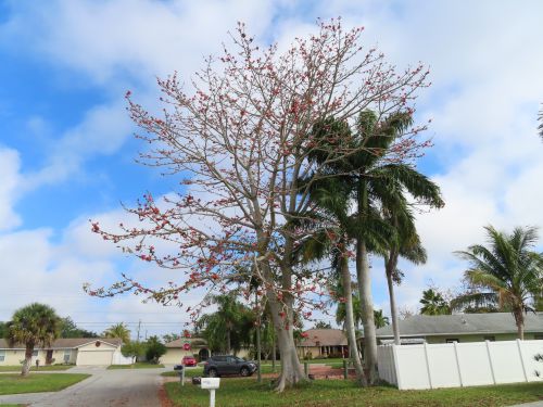 bombax-ceiba-orange-yellow-hybrid-silk-cotton-bombax-malabaricum-red-cotton-tree