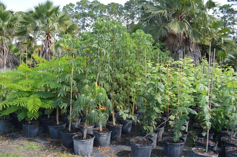bombax-ceiba-orange-yellow-hybrid-silk-cotton-bombax-malabaricum-red-cotton-tree