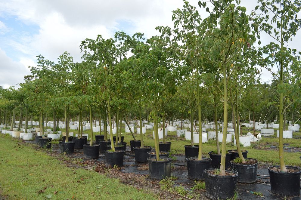 bombax-ceiba-orange-yellow-hybrid-silk-cotton-bombax-malabaricum-red-cotton-tree