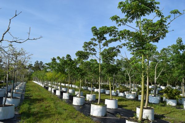 bombax-ceiba-orange-yellow-hybrid-silk-cotton-bombax-malabaricum-red-cotton-tree