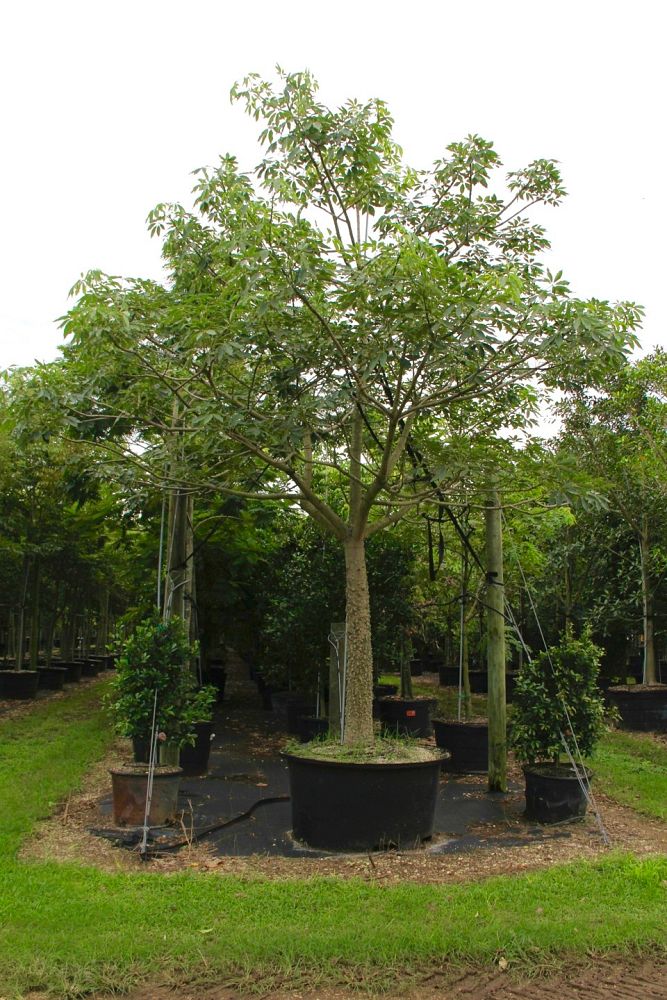 bombax-ceiba-orange-yellow-hybrid-silk-cotton-bombax-malabaricum-red-cotton-tree