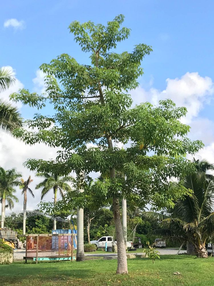 bombax-ceiba-orange-yellow-hybrid-silk-cotton-bombax-malabaricum-red-cotton-tree