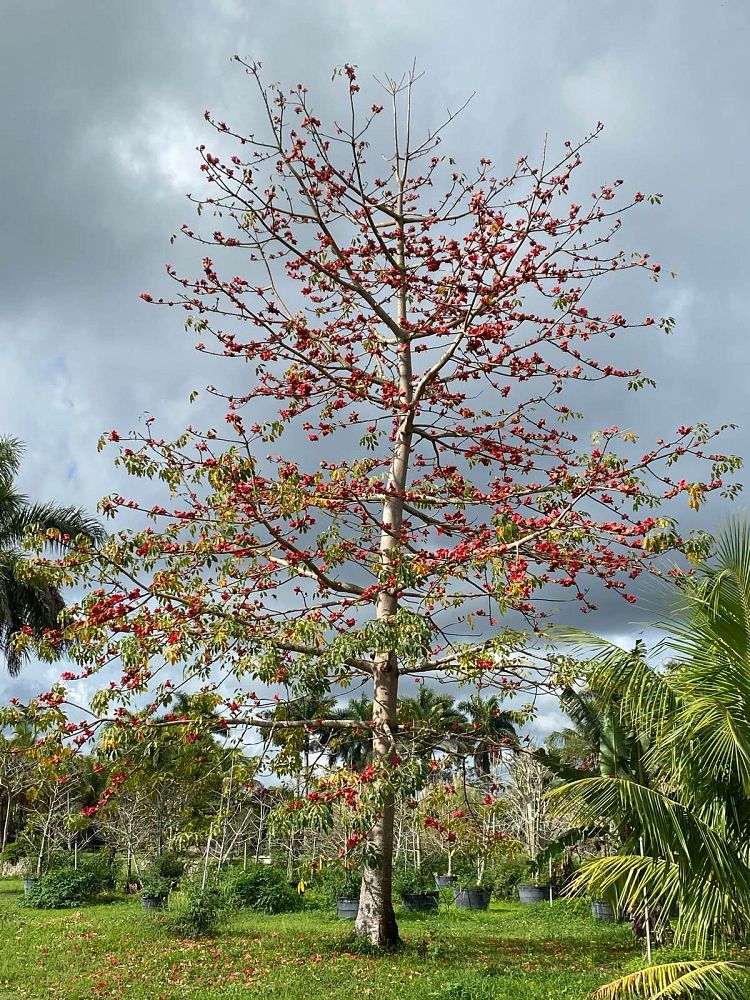bombax-ceiba-orange-yellow-hybrid-silk-cotton-bombax-malabaricum-red-cotton-tree