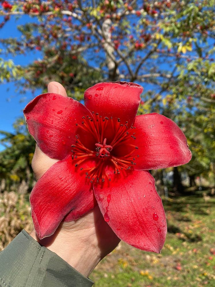 bombax-ceiba-orange-yellow-hybrid-silk-cotton-bombax-malabaricum-red-cotton-tree