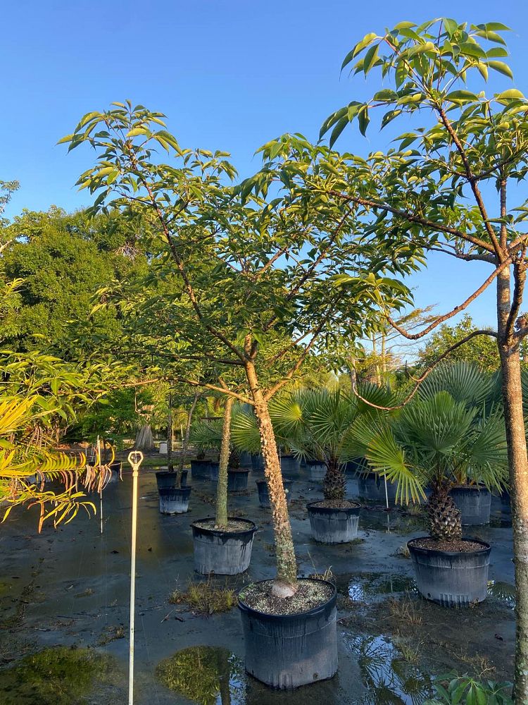bombax-ceiba-orange-yellow-hybrid-silk-cotton-bombax-malabaricum-red-cotton-tree