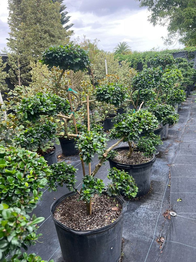 bonsai