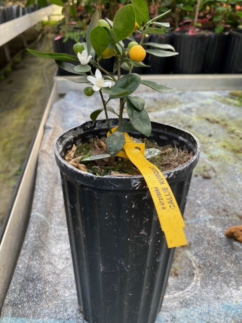 bonsai