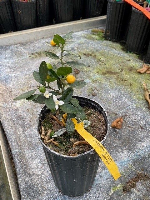 bonsai