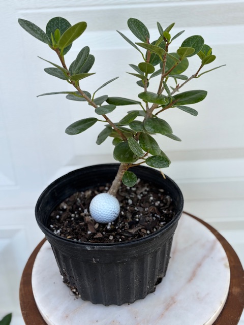 bonsai