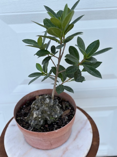 bonsai