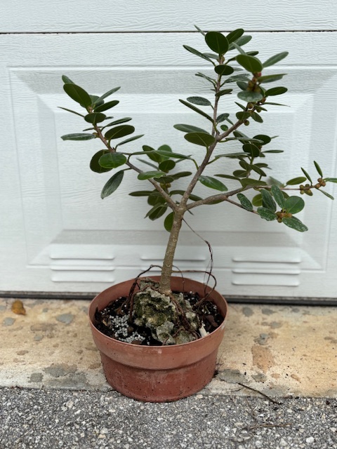 bonsai