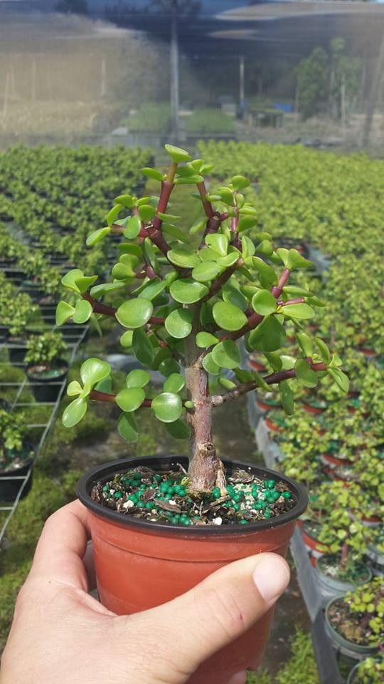 bonsai-starts