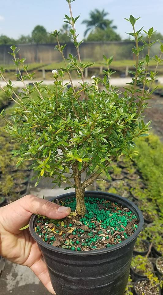 bonsai-starts