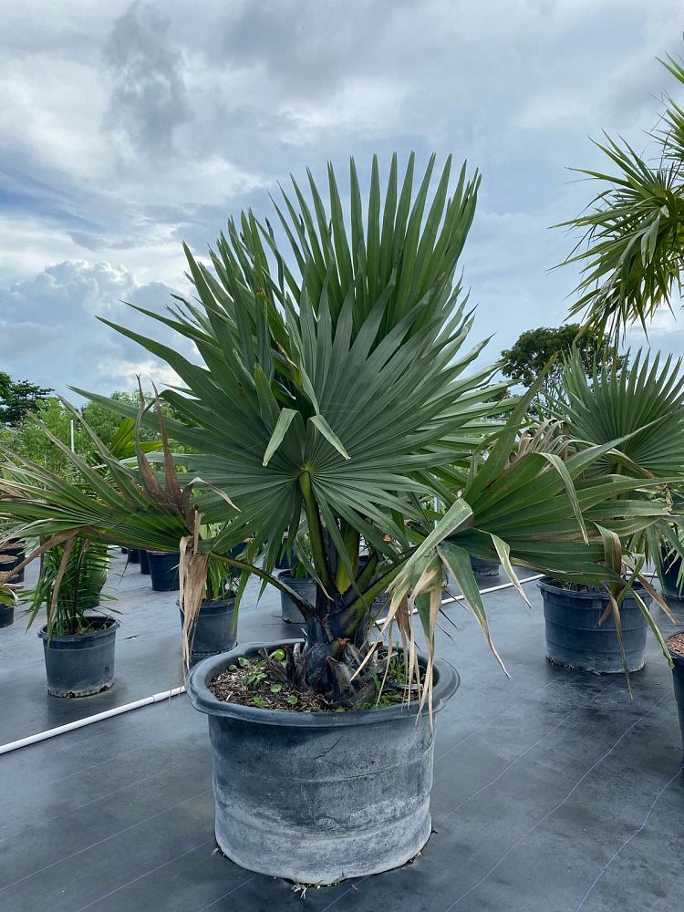 borassus-aethiopum-african-palmyra-palm