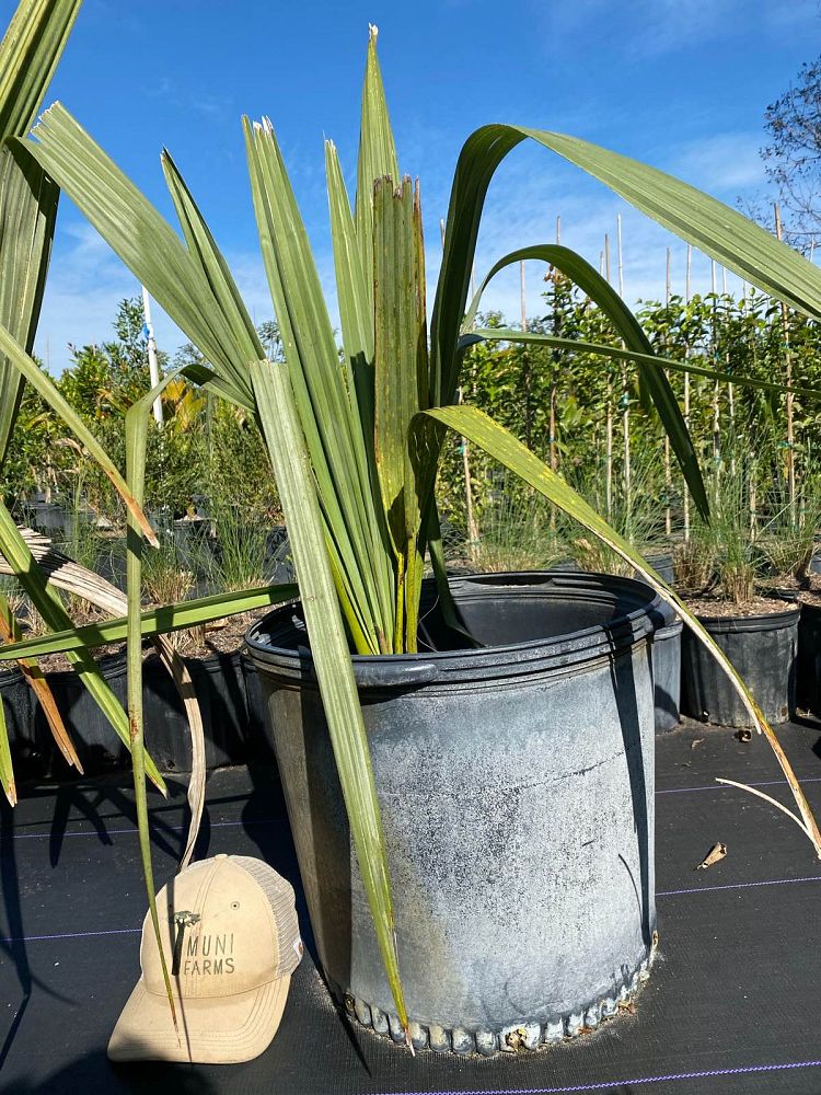 borassus-aethiopum-african-palmyra-palm