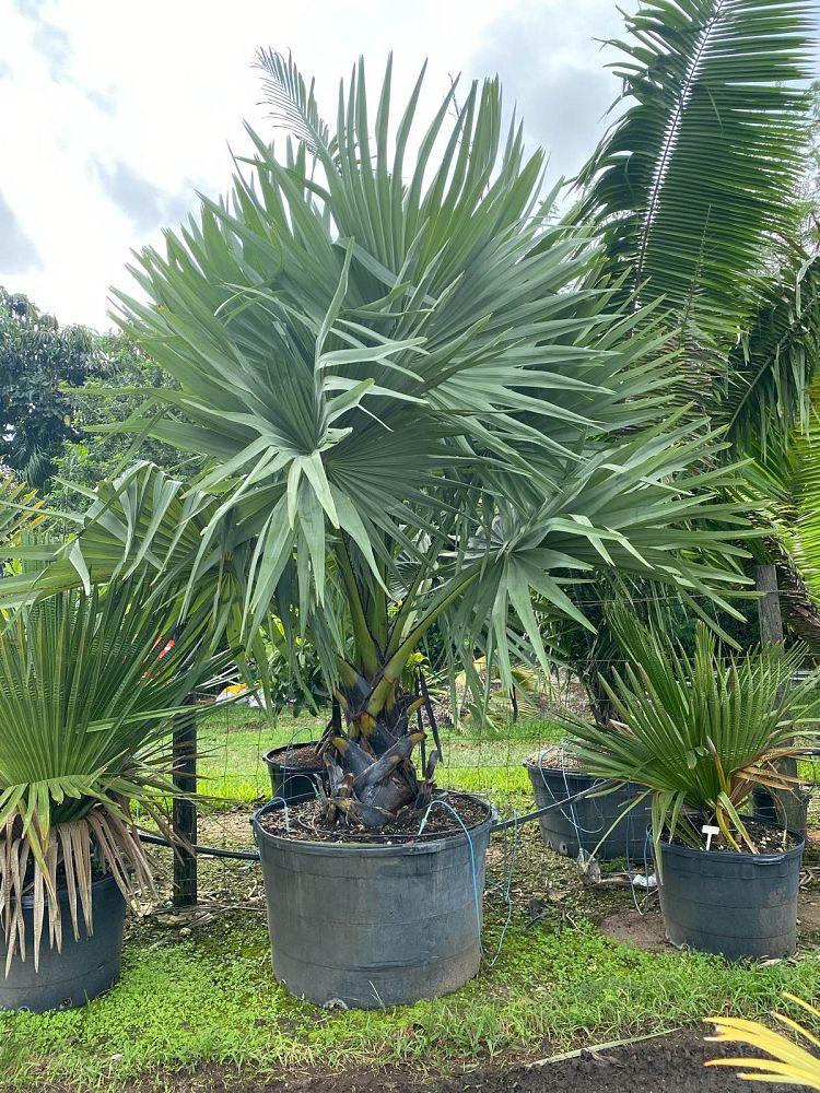 borassus-aethiopum-african-palmyra-palm