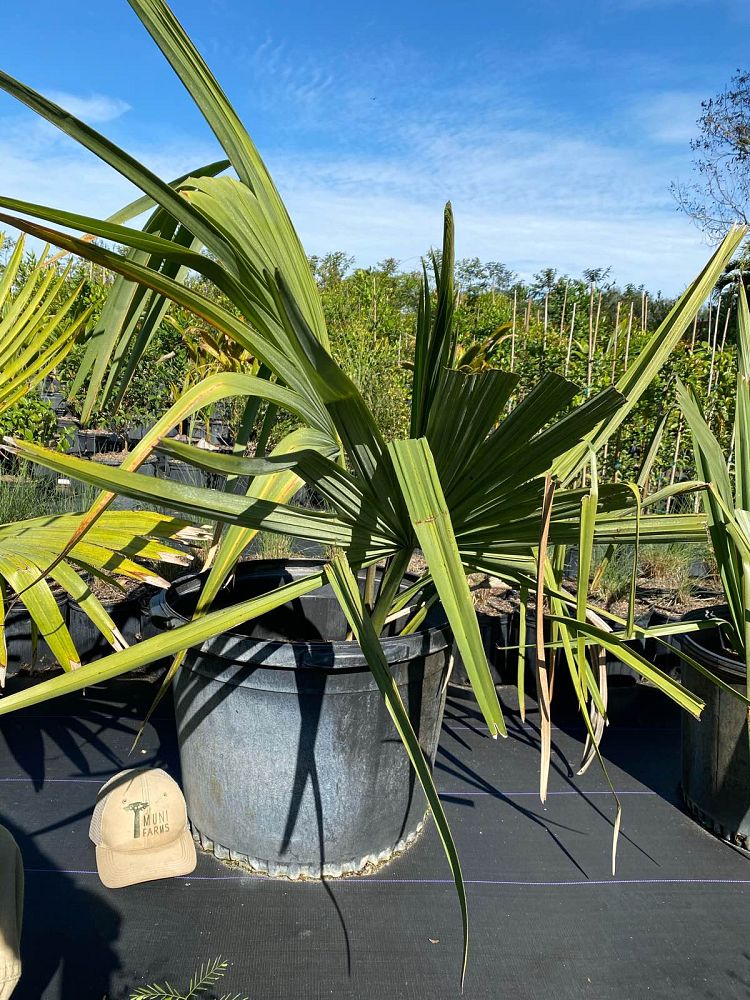 borassus-aethiopum-african-palmyra-palm