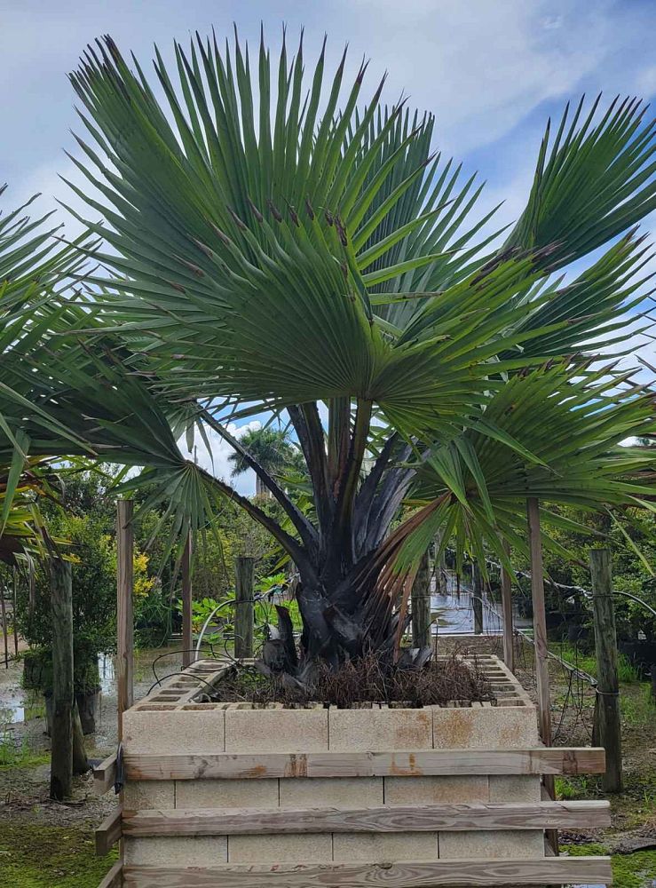 borassus-aethiopum-african-palmyra-palm