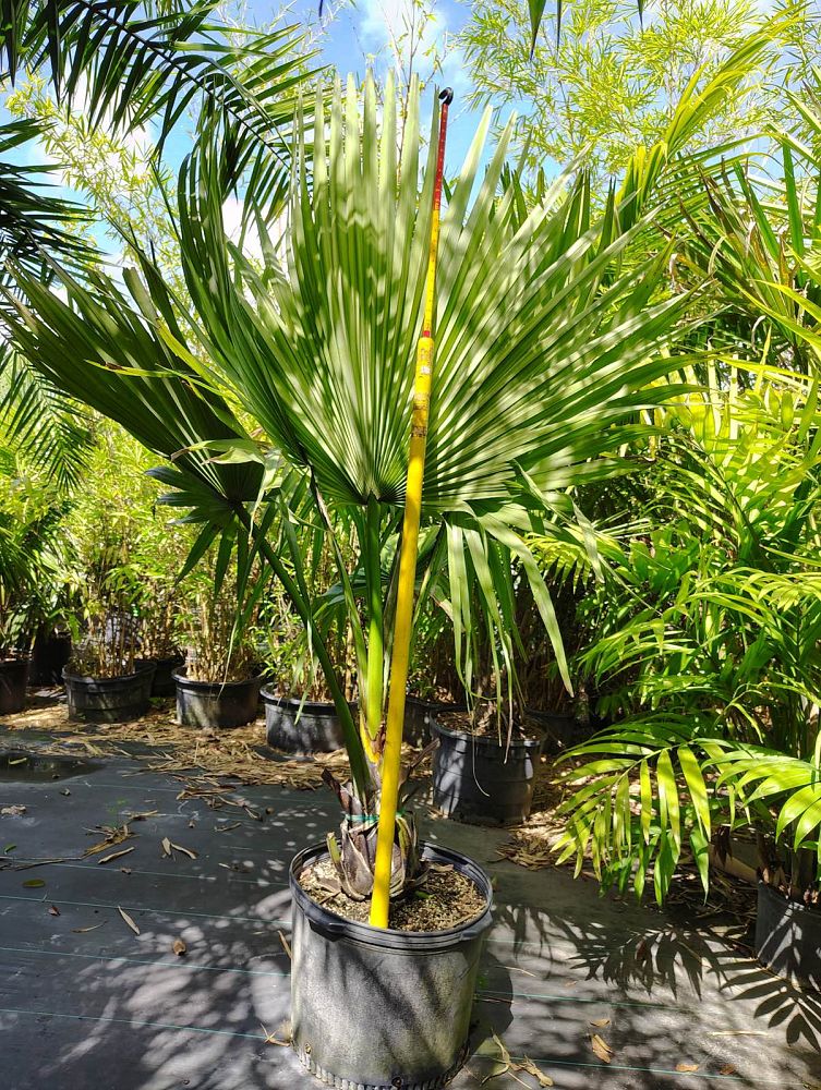 borassus-aethiopum-african-palmyra-palm