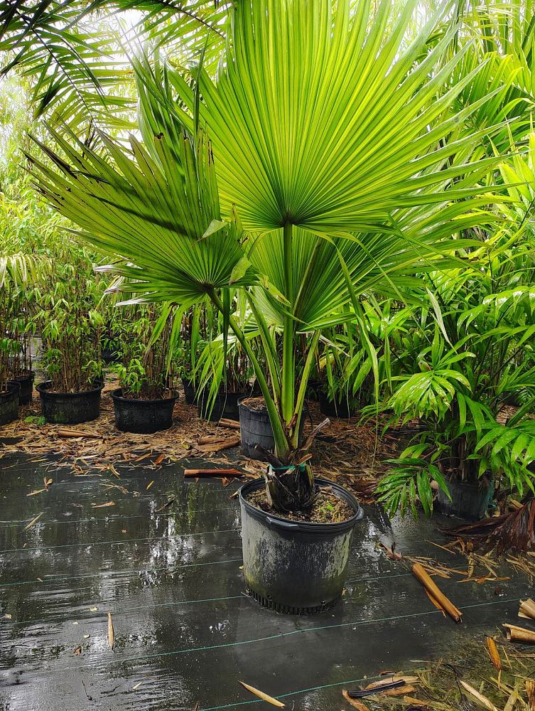 borassus-aethiopum-african-palmyra-palm