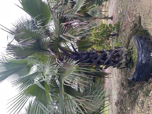 borassus-aethiopum-african-palmyra-palm