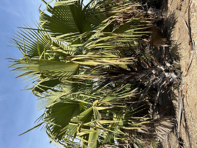 borassus-aethiopum-african-palmyra-palm