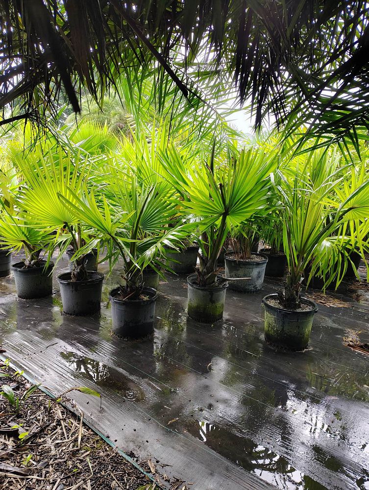 borassus-aethiopum-african-palmyra-palm