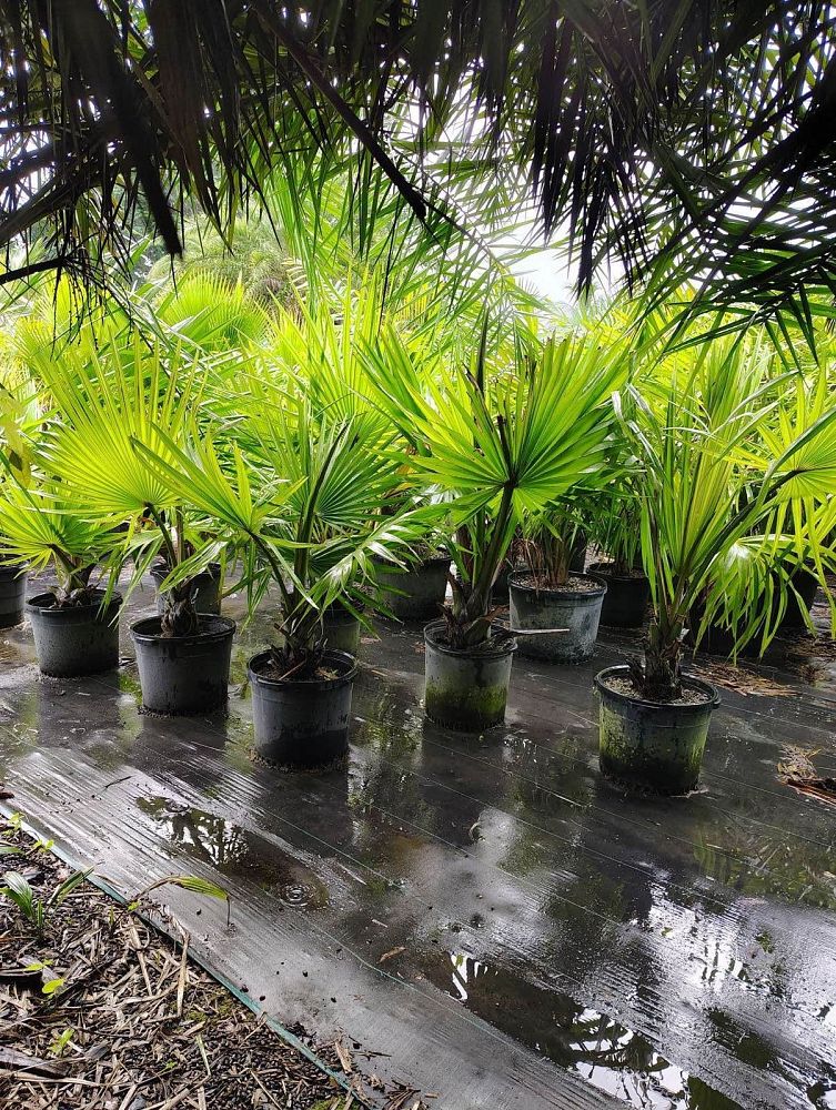 borassus-aethiopum-african-palmyra-palm