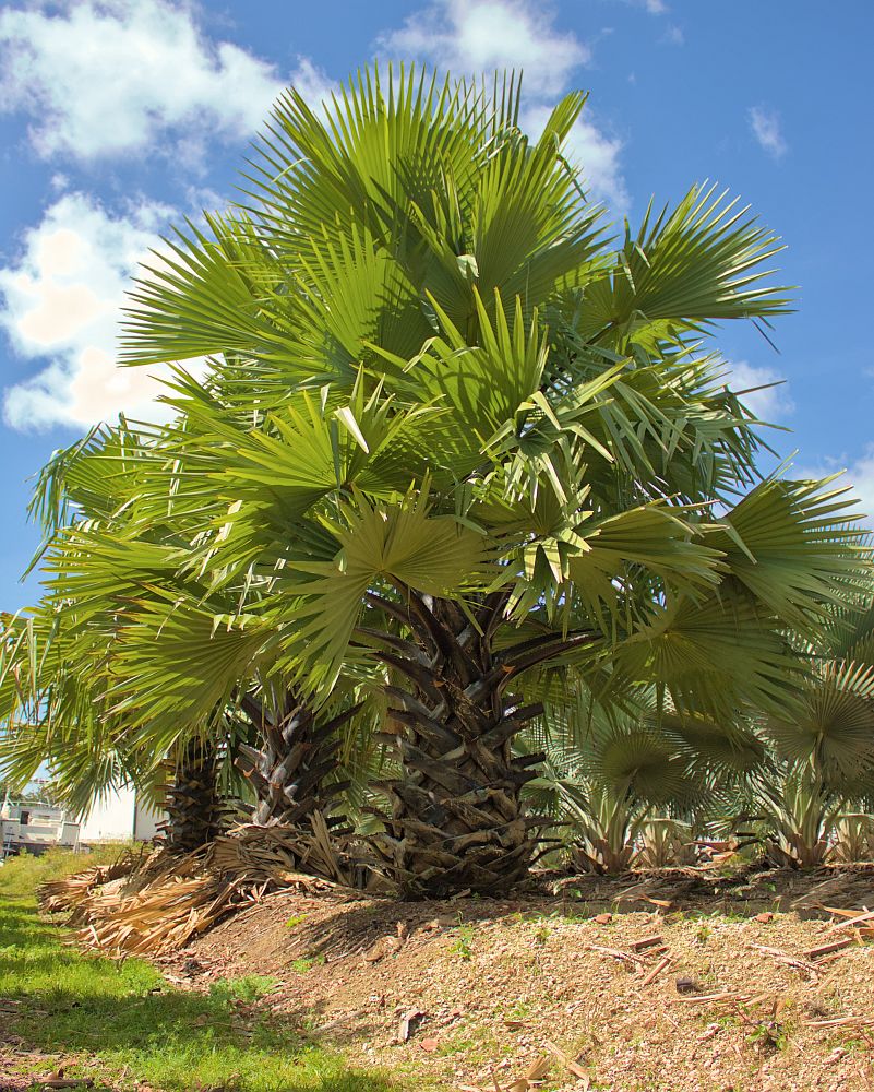 borassus-aethiopum-african-palmyra-palm