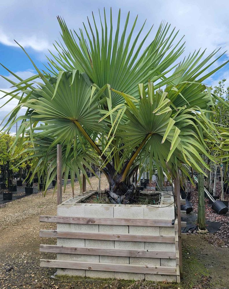 borassus-flabellifer-palmyra-palm