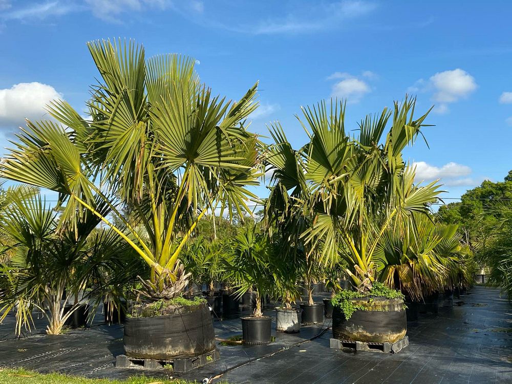 borassus-madagascariensis