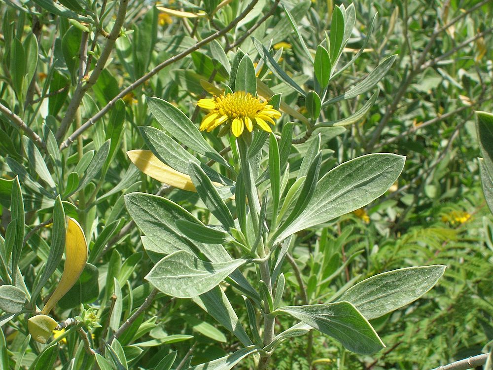 borrichia-arborescens-green-sea-oxeye-daisy