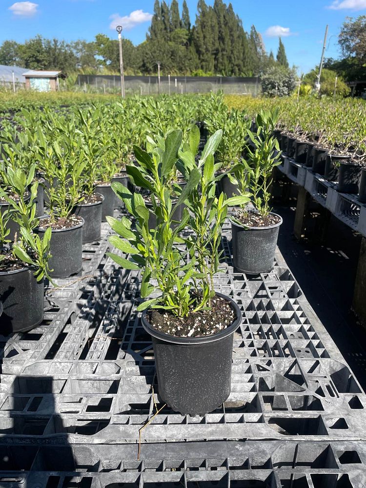 borrichia-arborescens-green-sea-oxeye-daisy