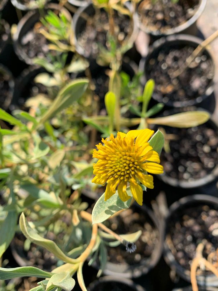 borrichia-frutescens-silver-sea-oxeye