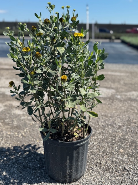 borrichia-frutescens-silver-sea-oxeye