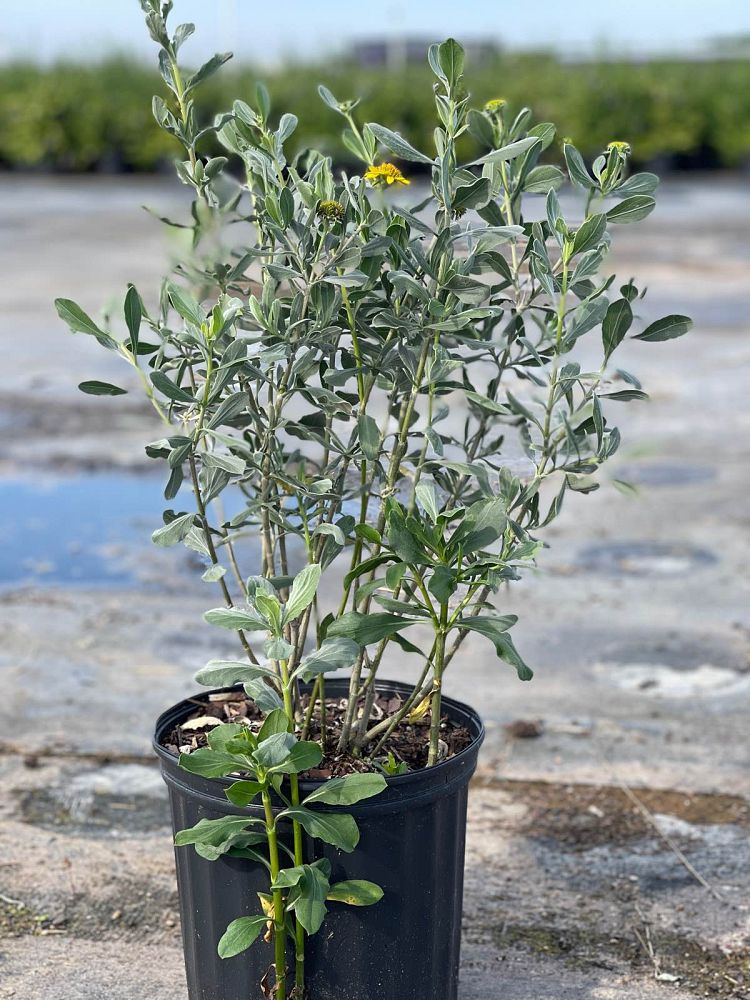 borrichia-frutescens-silver-sea-oxeye