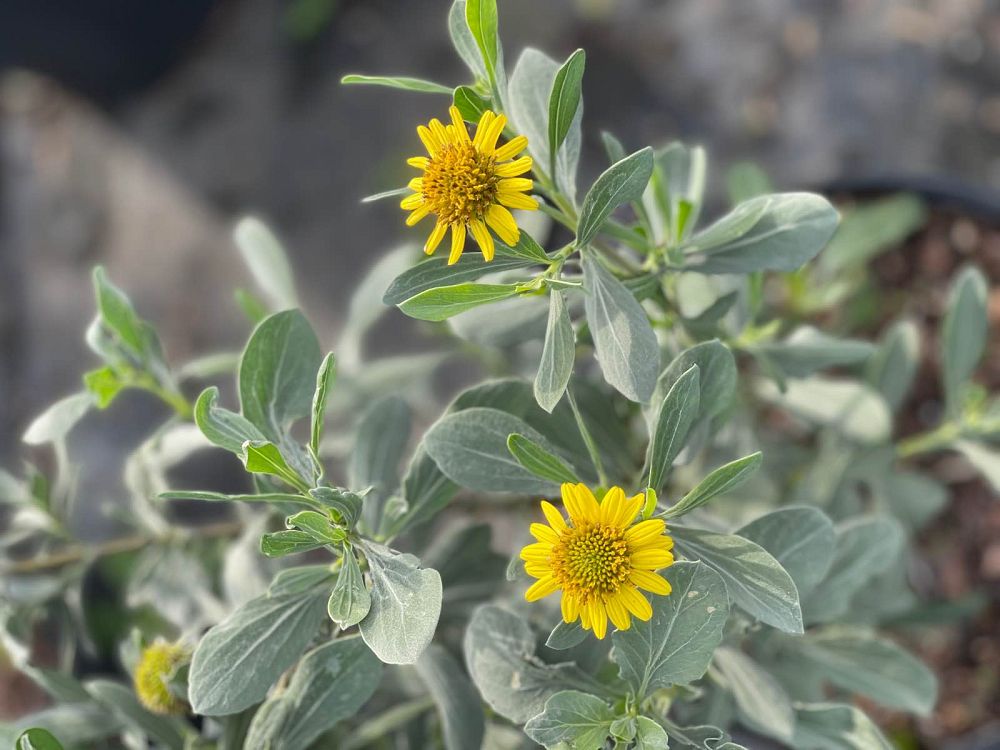 borrichia-frutescens-silver-sea-oxeye