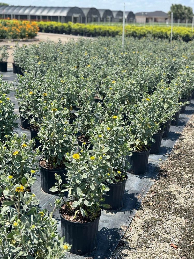 borrichia-frutescens-silver-sea-oxeye