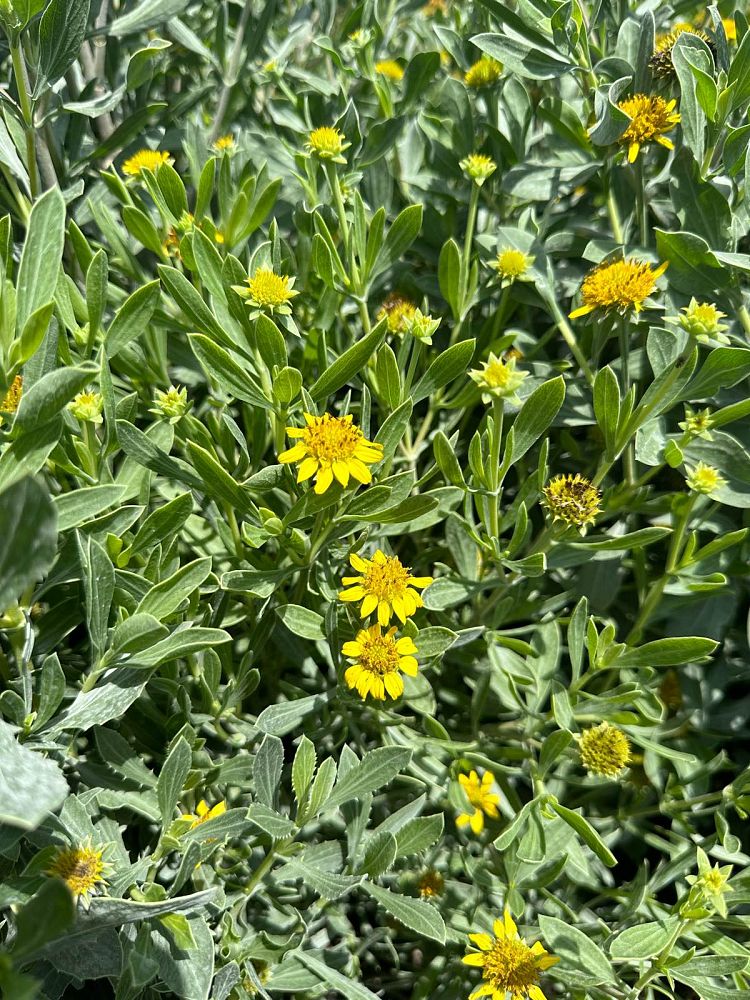 borrichia-frutescens-silver-sea-oxeye