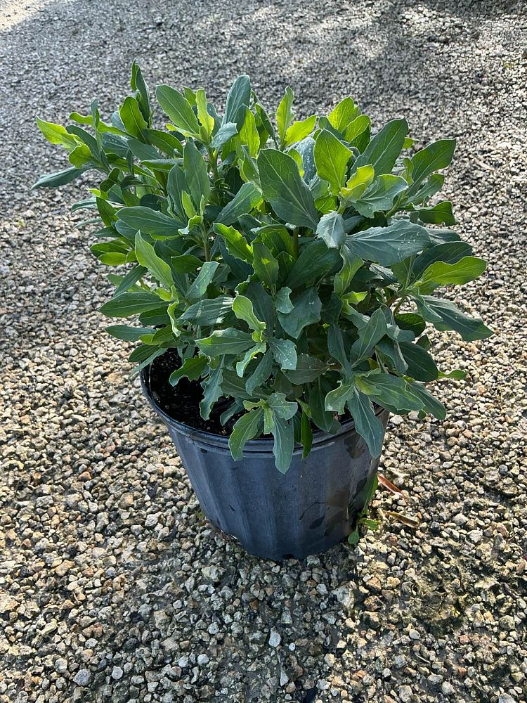 borrichia-frutescens-silver-sea-oxeye