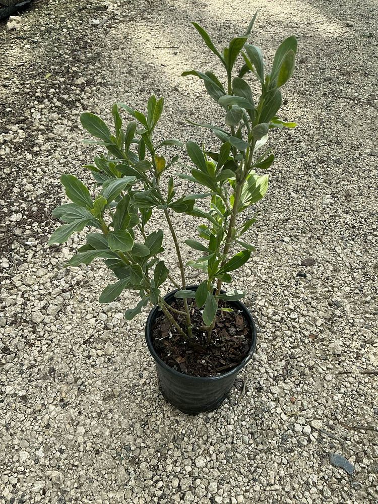 borrichia-frutescens-silver-sea-oxeye
