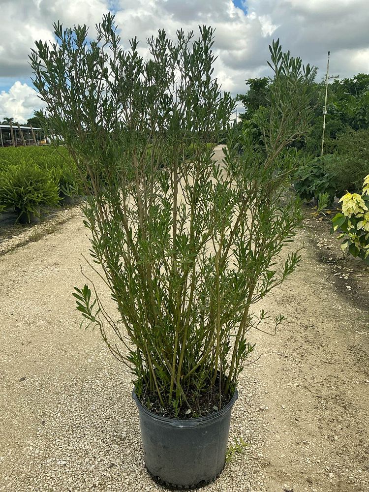 borrichia-frutescens-silver-sea-oxeye