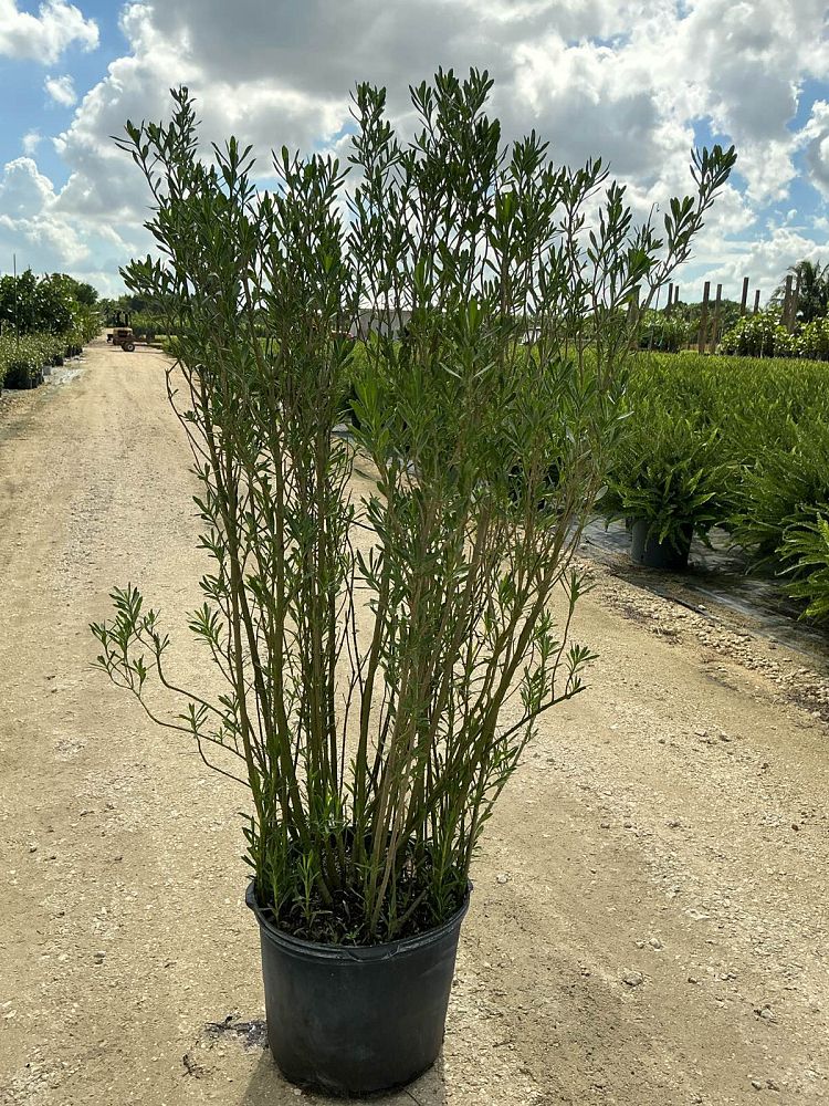 borrichia-frutescens-silver-sea-oxeye