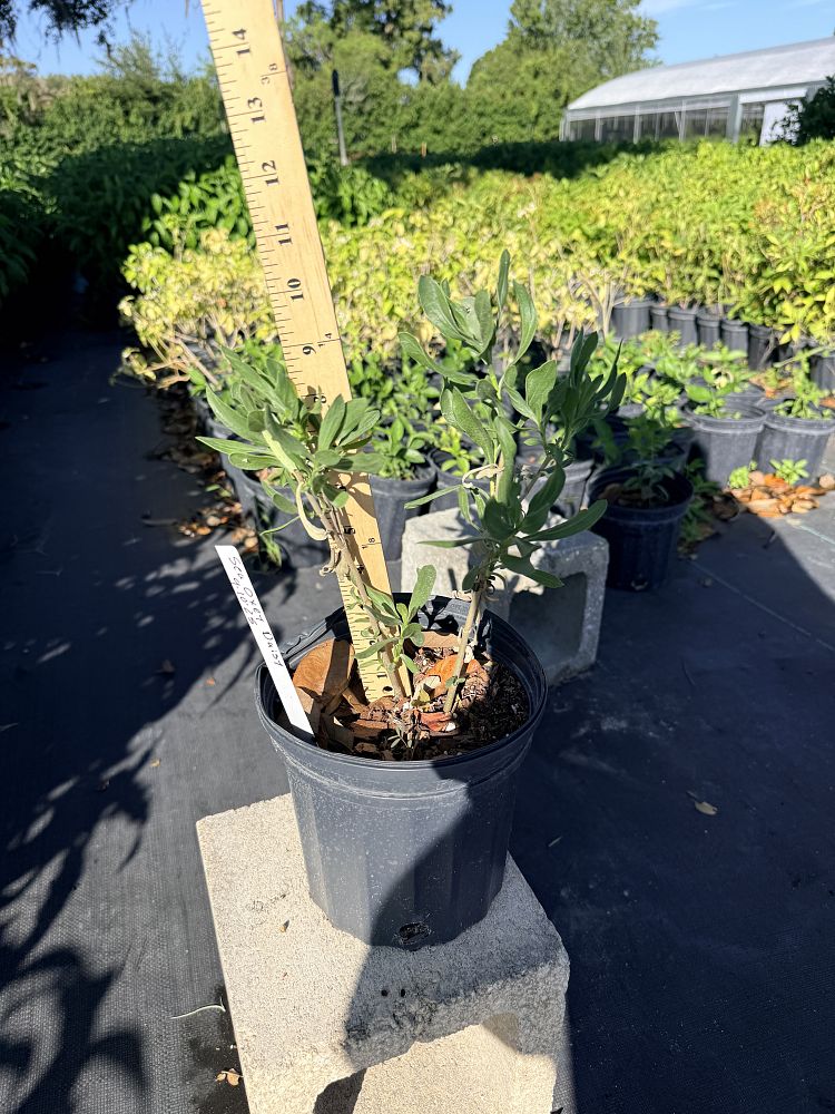 borrichia-frutescens-silver-sea-oxeye