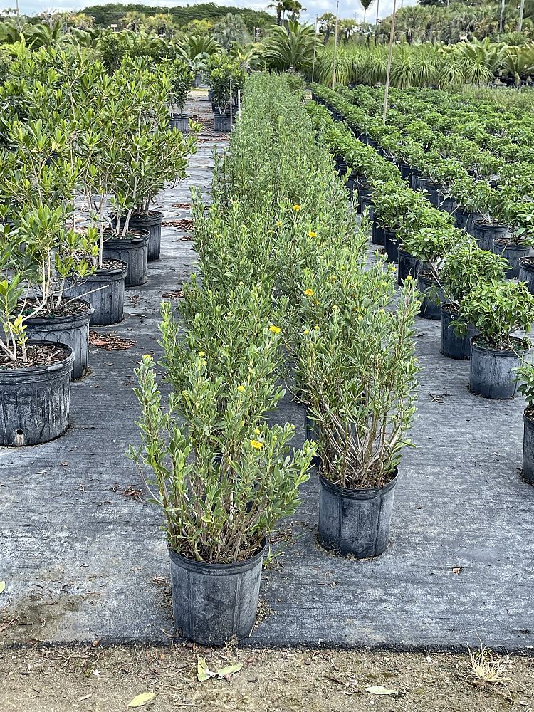 borrichia-x-cubana-seaside-tansy