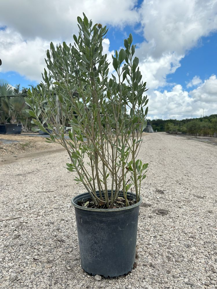 borrichia-x-cubana-seaside-tansy